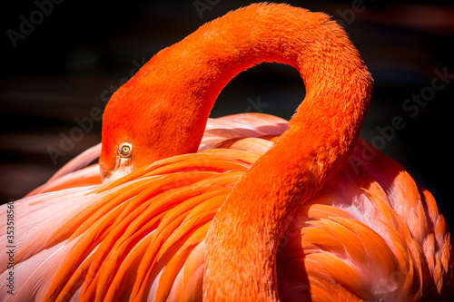 American Flamingo. The American flamingo (Phoenicopterus ruber) is a large species of flamingo, also known as the Caribbean flamingo. © mandritoiu