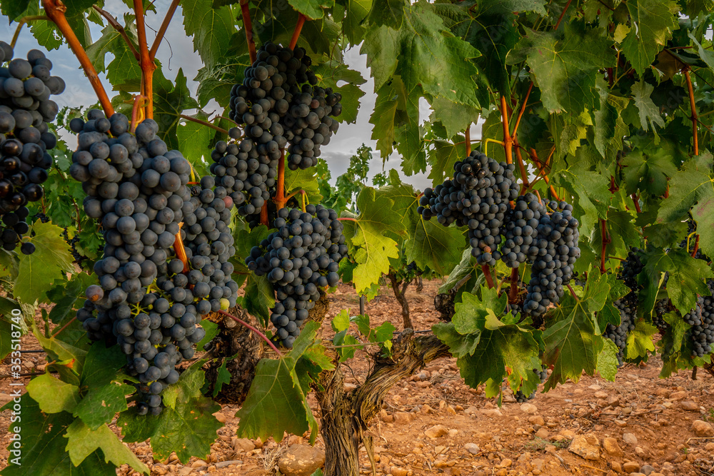 vines with ripe black grapes ready for harvest