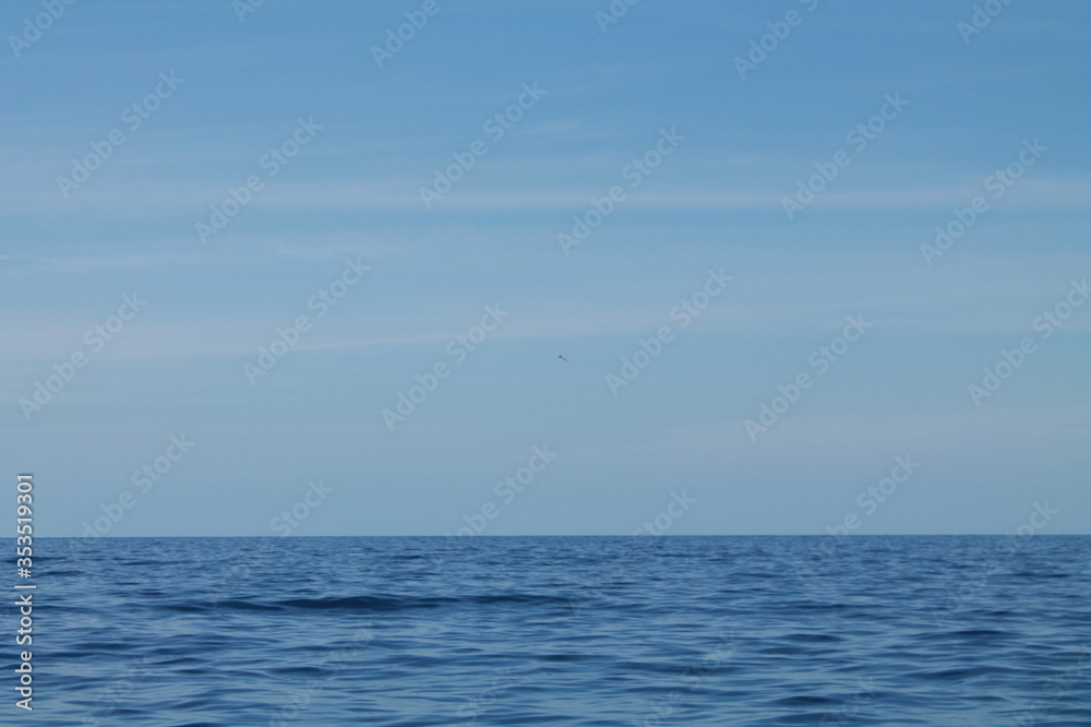 Obraz premium Sea bird and dolphins