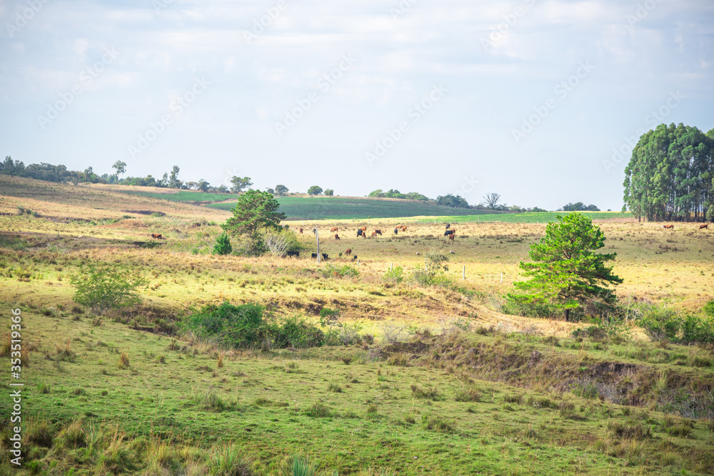 Livestock and agriculture fields in southern Brazil in the interior of the state of Rio Grande do Sul