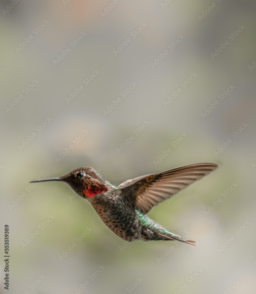 Anna's Hummingbird 8212 Anna's Hummingbird 8212