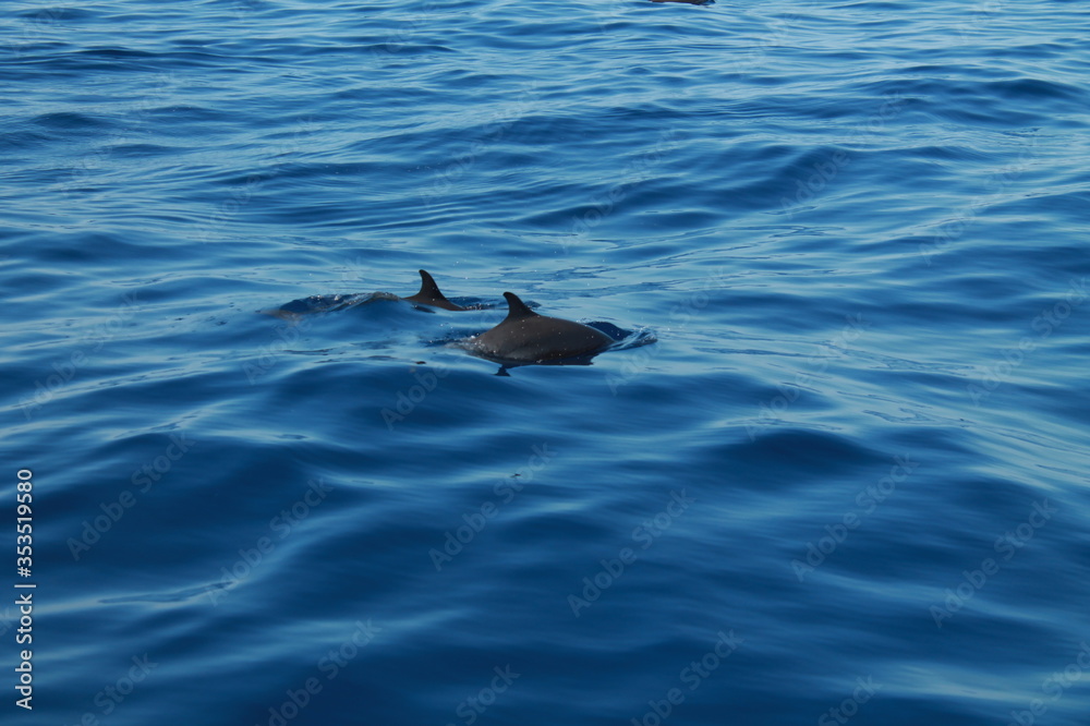 Fototapeta premium Sea bird and dolphins