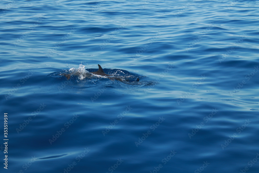 Fototapeta premium Sea bird and dolphins