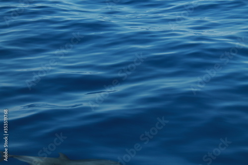 Sea bird and dolphins