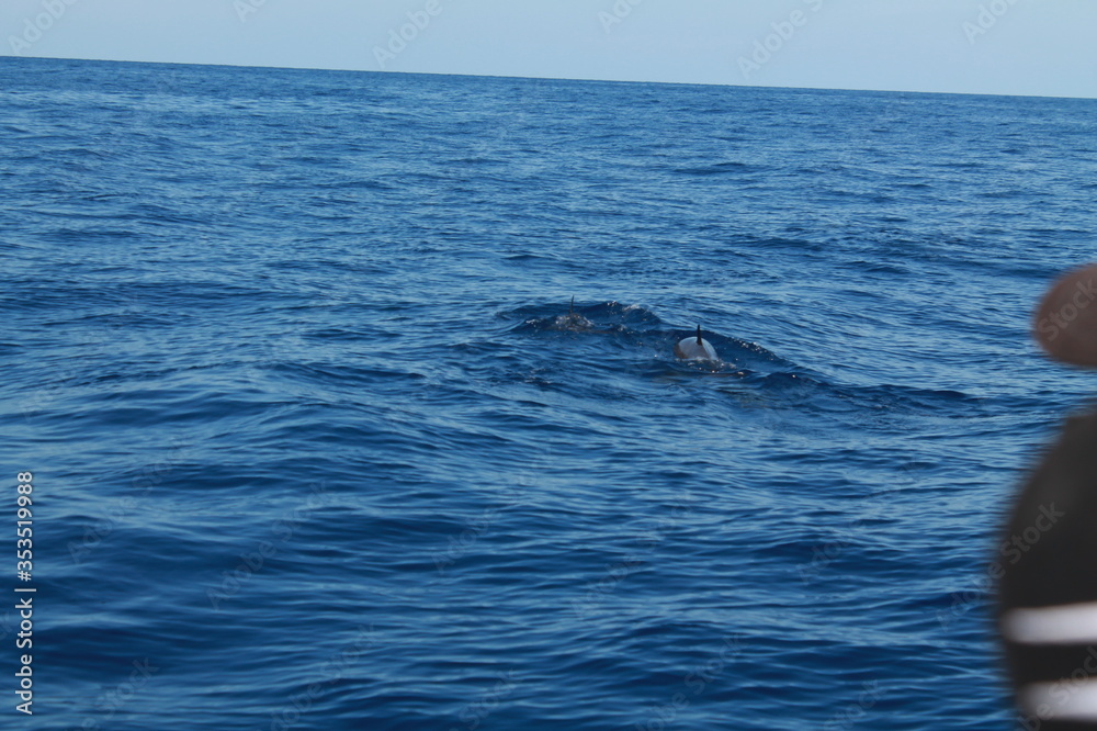 Sea bird and dolphins Sea bird and dolphins