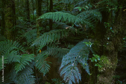 Lush ferns in Victorian Rainforest © Edward