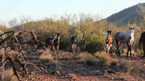 Early Morning Horse Roundup