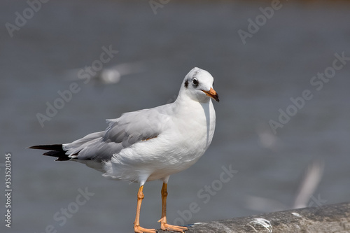 One seagull sits on a old sea pier. Close-up view