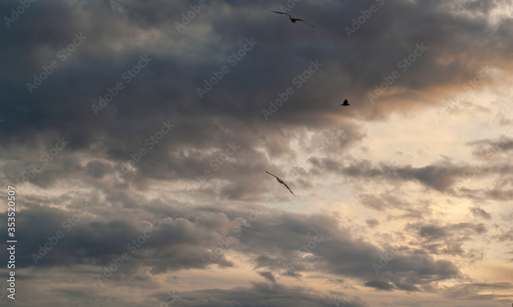 flying birds in the sky flying birds in the sky