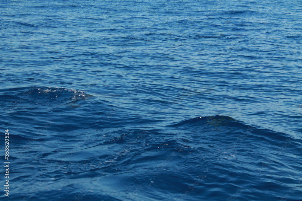 Sea bird and dolphins Sea bird and dolphins