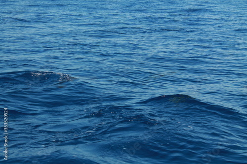 Sea bird and dolphins