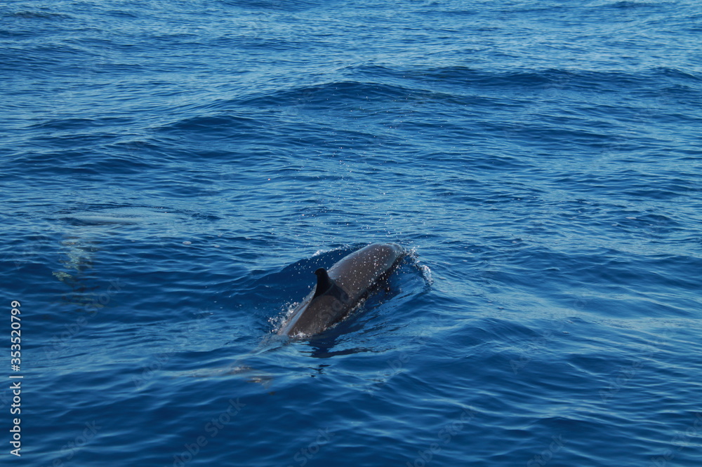 Naklejka premium Sea bird and dolphins