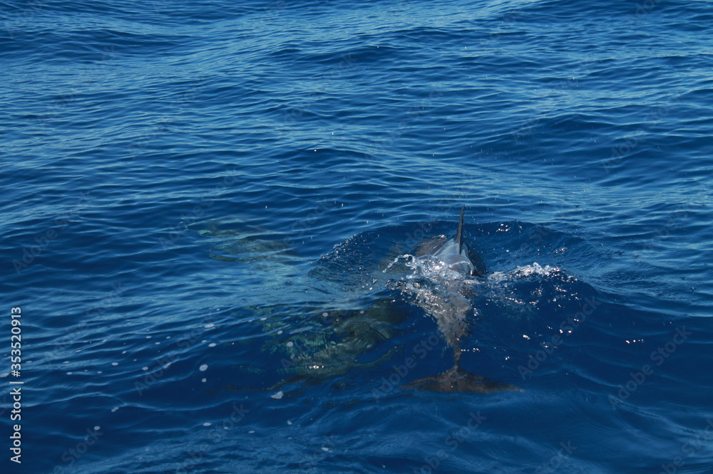 Naklejka premium Sea bird and dolphins