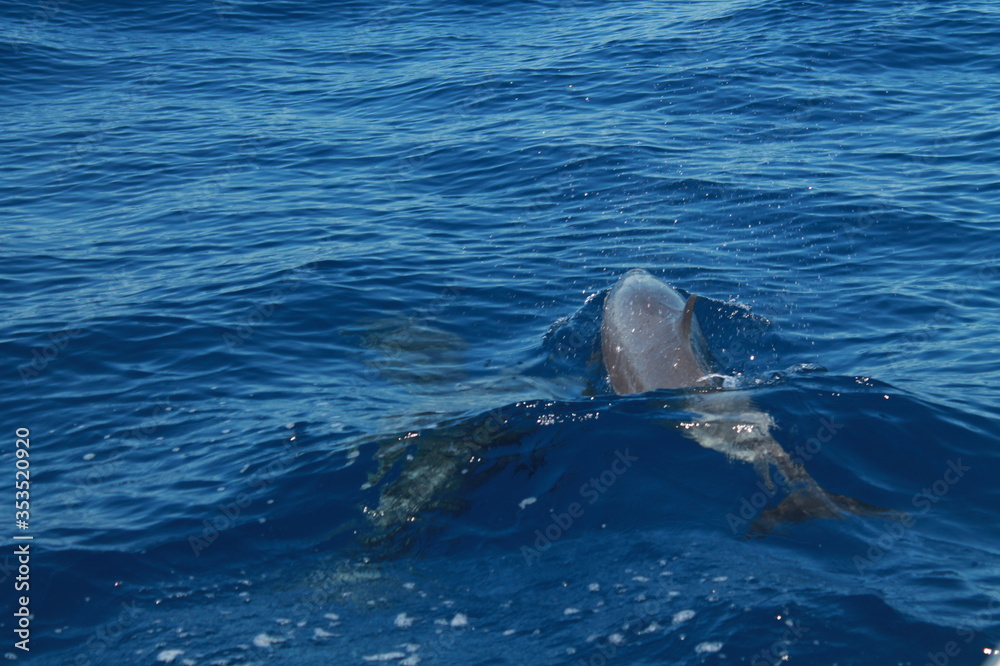 Fototapeta premium Sea bird and dolphins