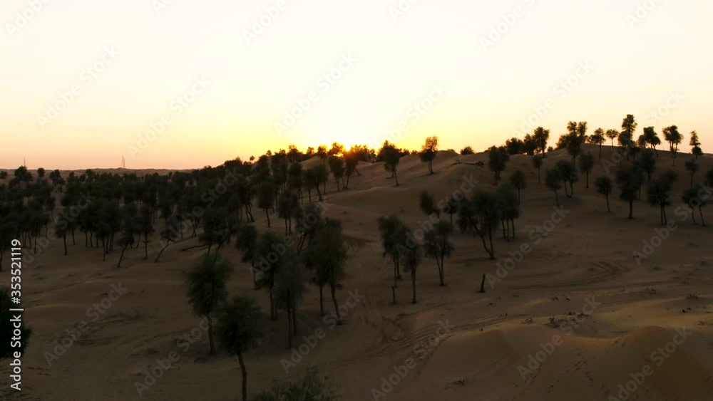 Aerial view of many trees growing on the middle of sand during sunset, U.A.E. Aerial view of many trees growing on the middle of sand during sunset, U.A.E.