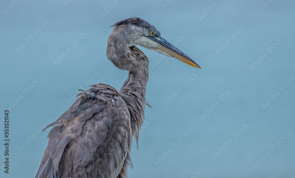 Obraz premium great blue heron on perch