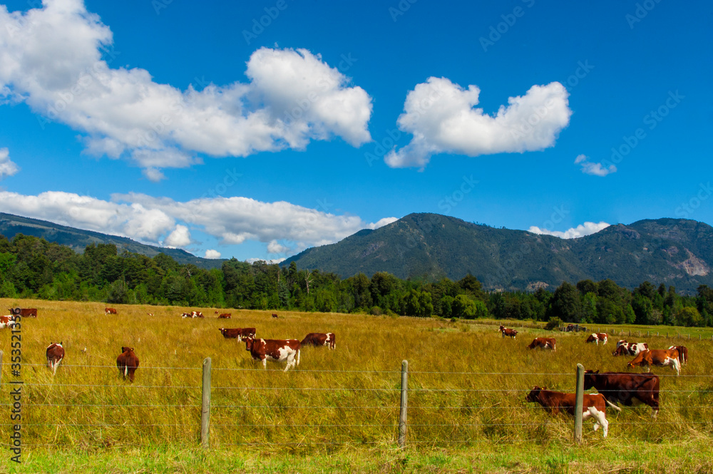 Fototapeta premium Paisajes naturaleza Parque nacional Conguillio bosque nativo de araucarias región de la araucanía Laguna Captren 