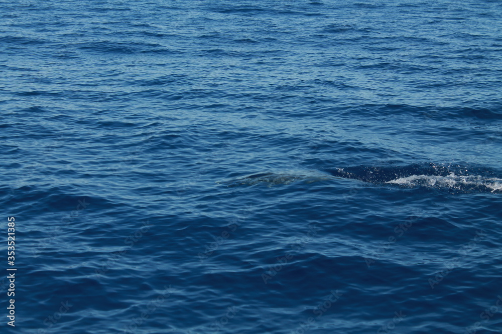 Sea bird and dolphins Sea bird and dolphins