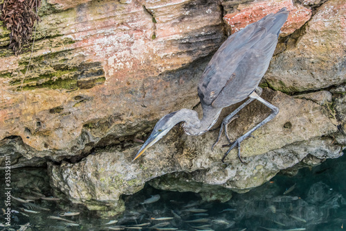 great blue heron fishing