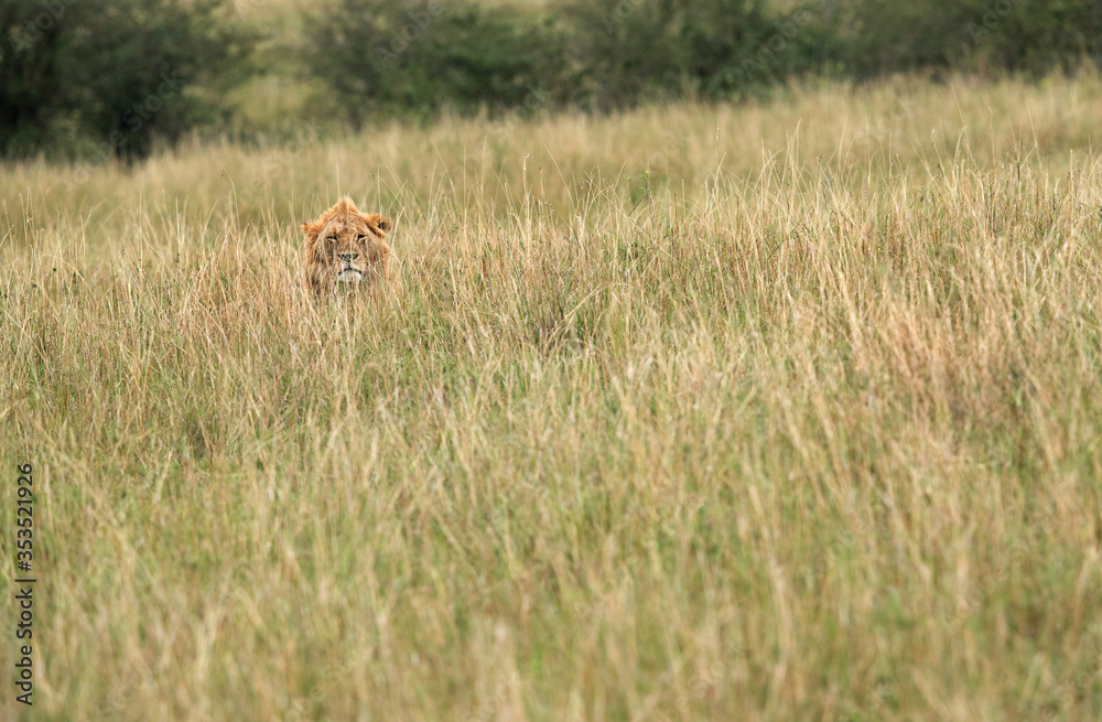 Lion hiding in the savannah grasses, Masai Mara Lion hiding in the savannah grasses, Masai Mara