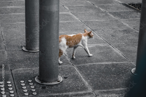 cat on the street