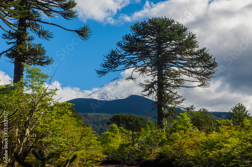 Parque nacional Conguillio  Sur De Chile región de la araucanía naturaleza bosque nativo lago natural Araucaria paisaje montaña turismo