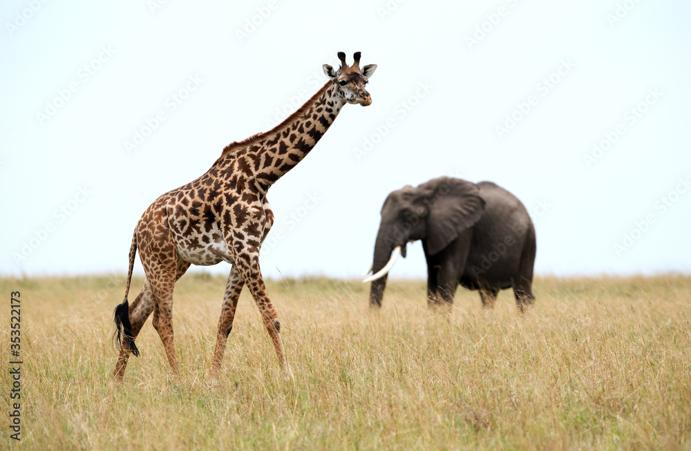 Obraz premium Giraffe and a tuskar, Masai Mara