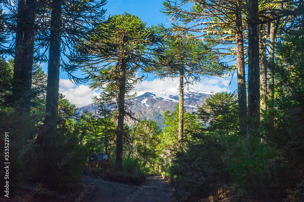 Parque nacional Conguillio Sur De Chile región de la araucanía naturaleza bosque nativo lago natural Araucaria paisaje montaña turismo Parque nacional Conguillio Sur De Chile región de la araucanía naturaleza bosque nativo lago natural Araucaria paisaje montaña turismo