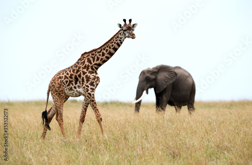 Fototapeta Naklejka Na Ścianę i Meble -  Giraffe and a tuskar, Masai Mara
