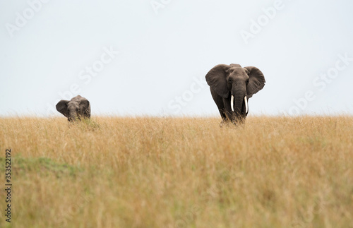 African elephants in Savannah  Masai Mara