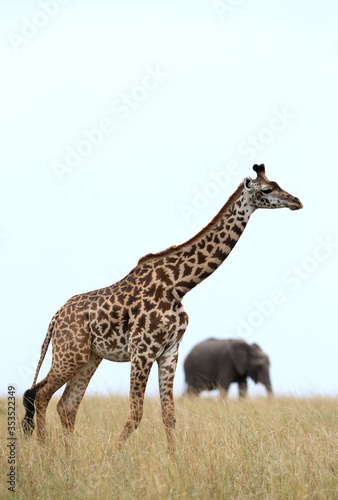 Fototapeta Naklejka Na Ścianę i Meble -  Giraffe and a elephant in the backdrop, Masai Mara