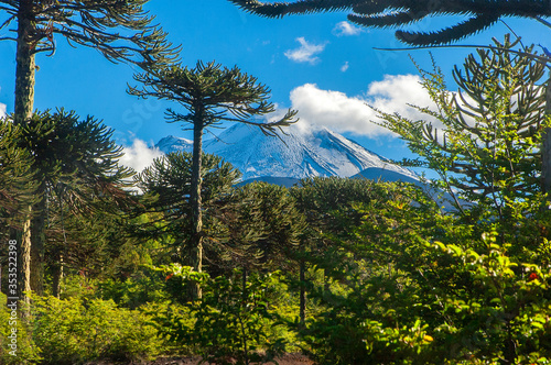Parque nacional Conguillio  Sur De Chile región de la araucanía naturaleza bosque nativo lago natural Araucaria paisaje montaña turismo