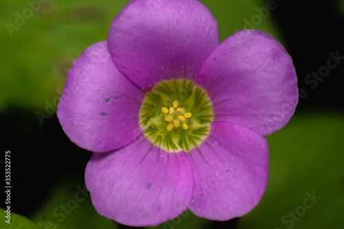 violet flower in the garden