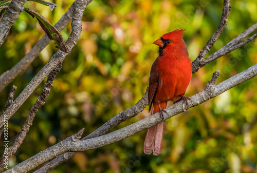 northern red cardinal in tree © Jen