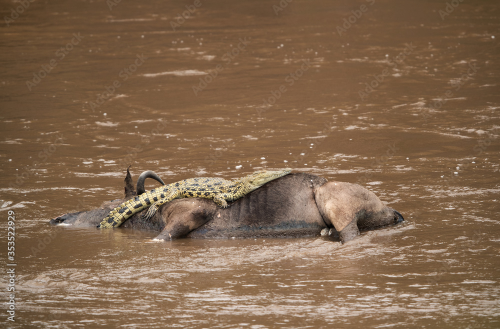 Fototapeta premium Crocodile resting on the carcass of Wildebeest