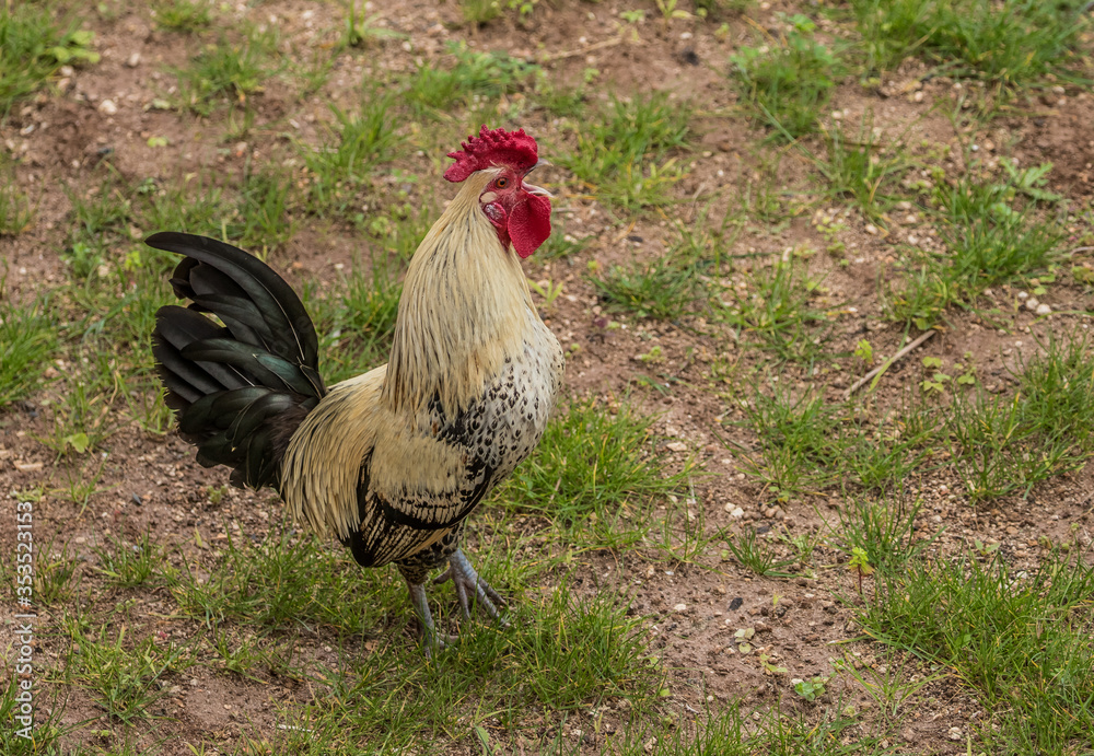 feral chicken rooster chicks Stock Photo Adobe Stock