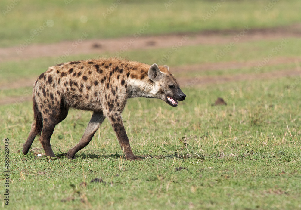 Hyena walking in Savannah, Masai Mara Hyena walking in Savannah, Masai Mara