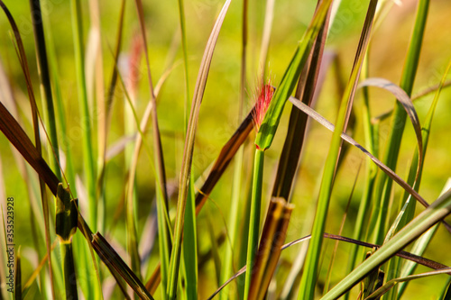 Blooming Sandburs (Cenchrus Polystachios) Purple Fluffy Grass on a Sunny Summer Day photo