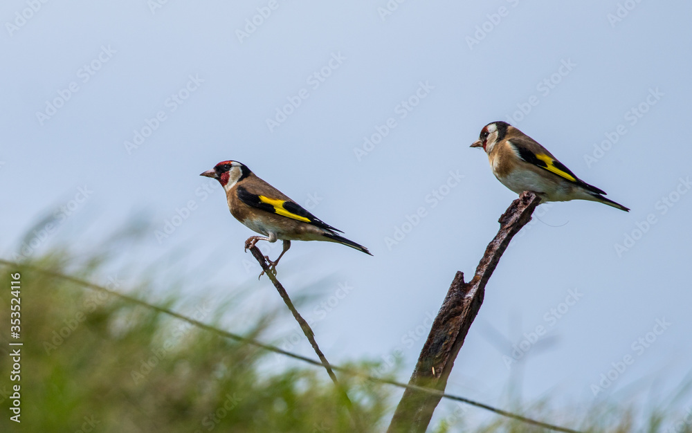 Obraz premium Lawrence's gold finch on post