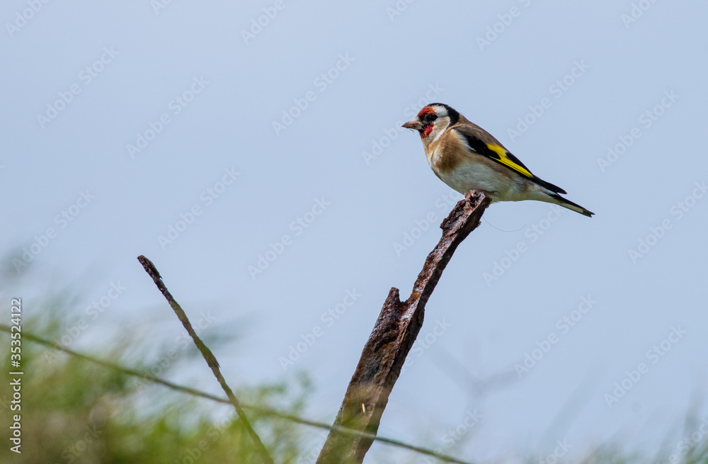Lawrence's gold finch on post