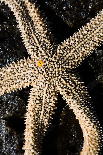 Living sea starfish © Stanislav Komogorov