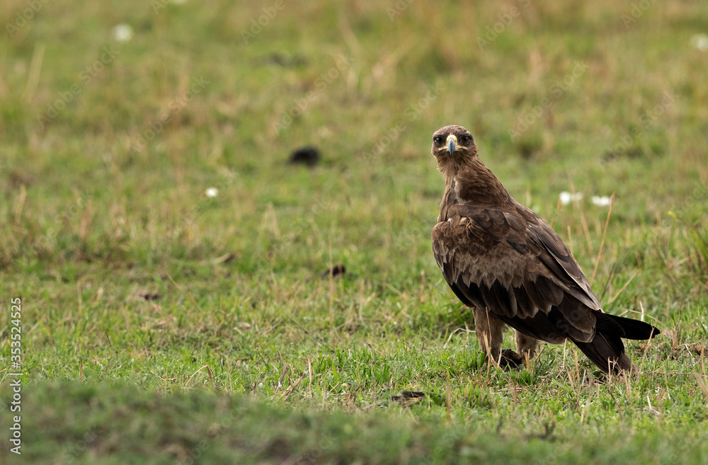 Tawny eagle looking towards camera, Masai Mara Tawny eagle looking towards camera, Masai Mara
