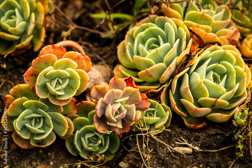 Blue Echeveria (Echeveria Secunda) also Known as HenandChickens