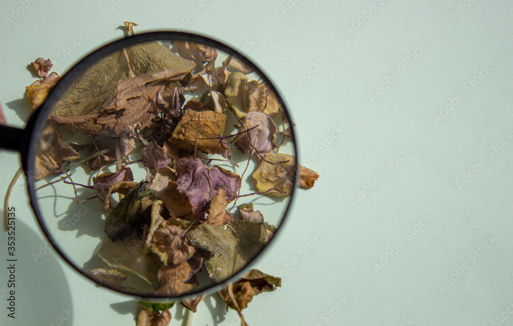 Dry leaves of a flower on a light background through a magnifying glass. Herbarium.