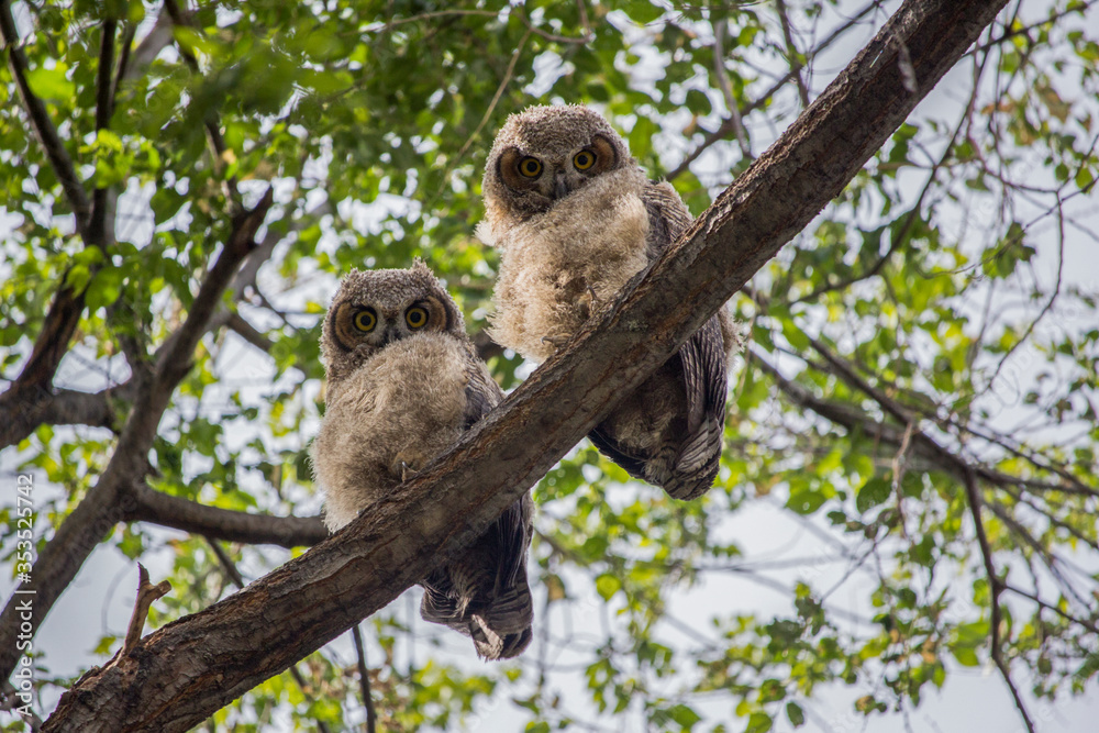 Great horned owlets on a branch in a tree with an intense stare.