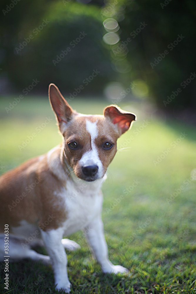 Dog, foxi, jack russle, small dog, macro, one ear standing up, tan and white.