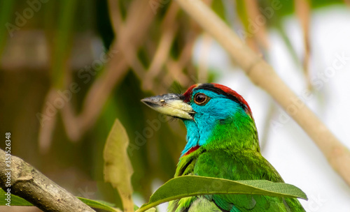 The Asian barbet is a colourful bird photo