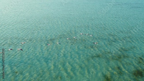 Aerial view of bird flock at Jubail Mangrove Park in Abu Dhabi, UAE. photo