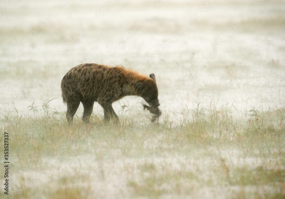 Hyena searching food in Heavy rain, Masai Mara Hyena searching food in Heavy rain, Masai Mara