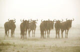 Wildebeests in heavy rain, Masai Mara